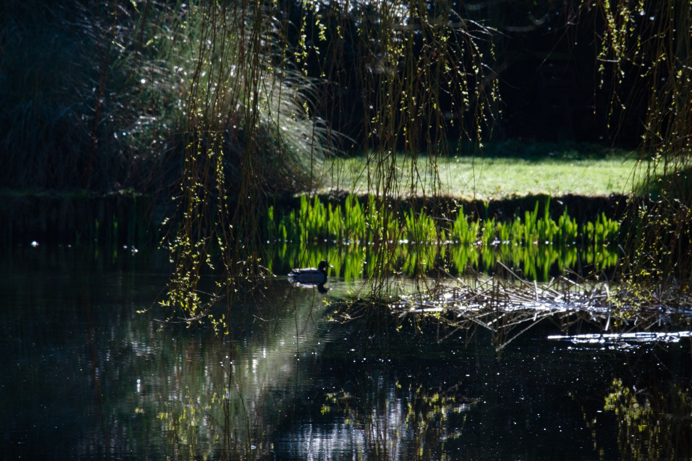 A still pond under a willow, with fresh spring growth along the far bank.