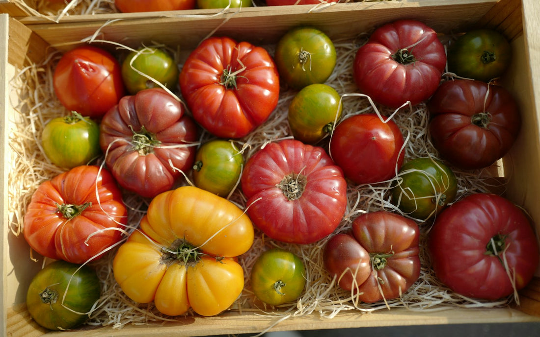 A wooden crate of mixed heirloom tomatoes in red, yellow, green and deep purple