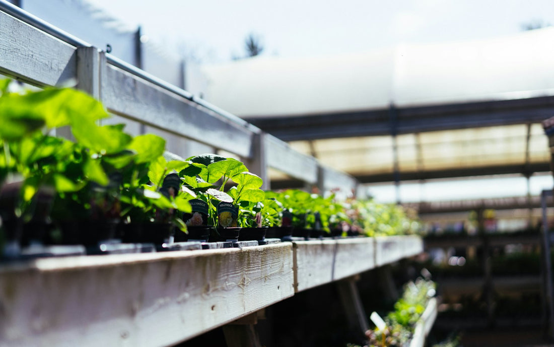 Young potted plants lined up on a nursery bench outdoors in bright spring sunshine