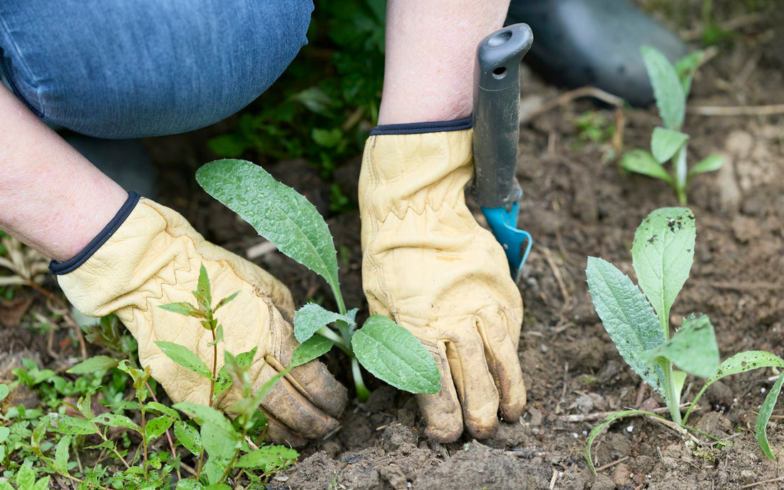 Gloved hands firming a young perennial into dark soil with a hand trowel