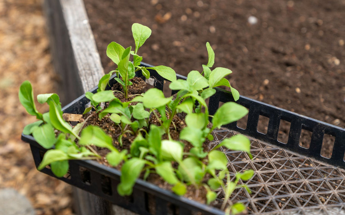 A tray of young seedlings in module cells resting on the edge of a raised bed