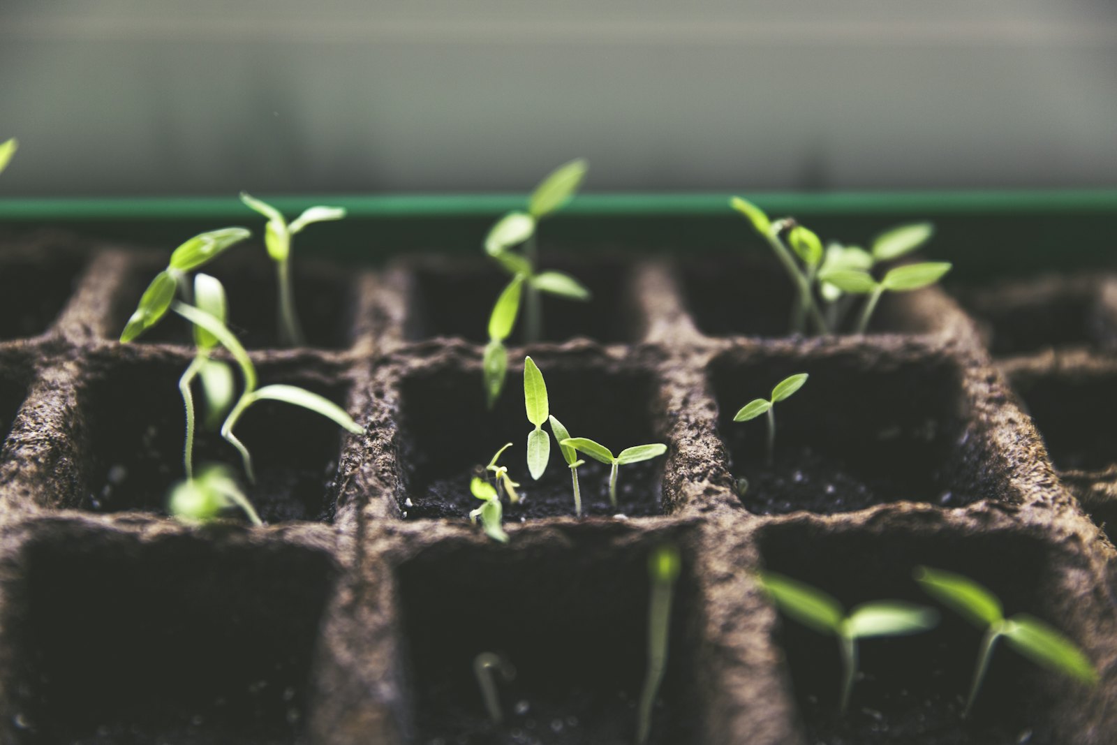 Starter Plants