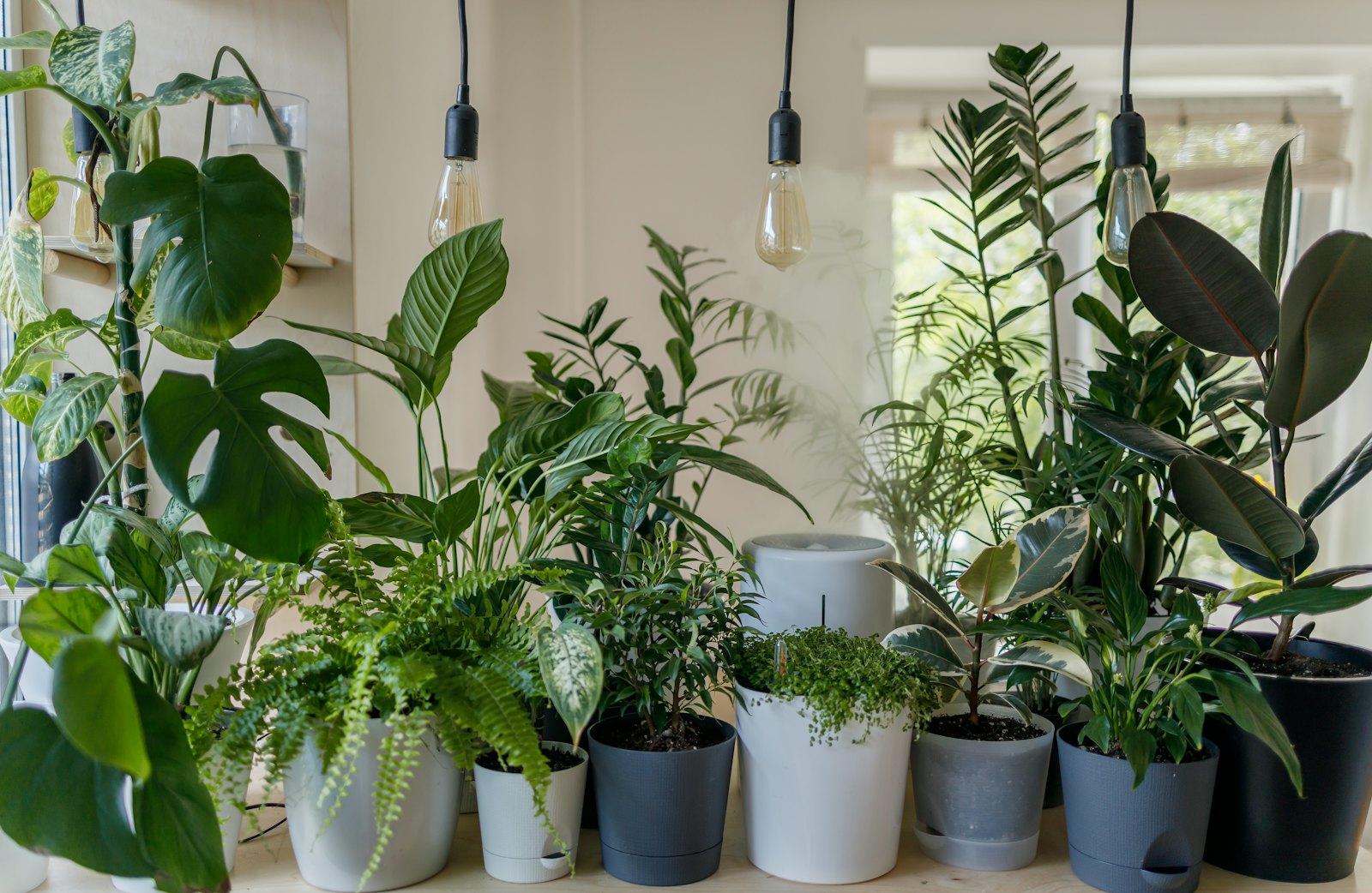 Established Plants