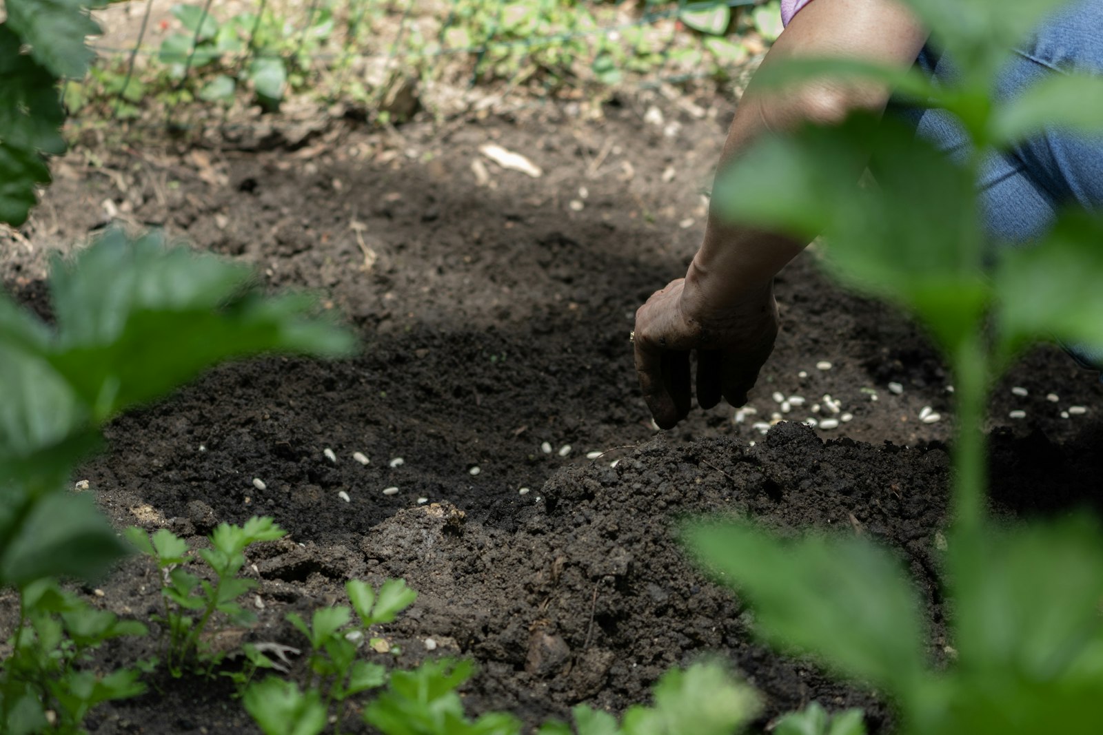 Sowing seed by hand into prepared soil