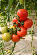 Ripe tomatoes on the vine