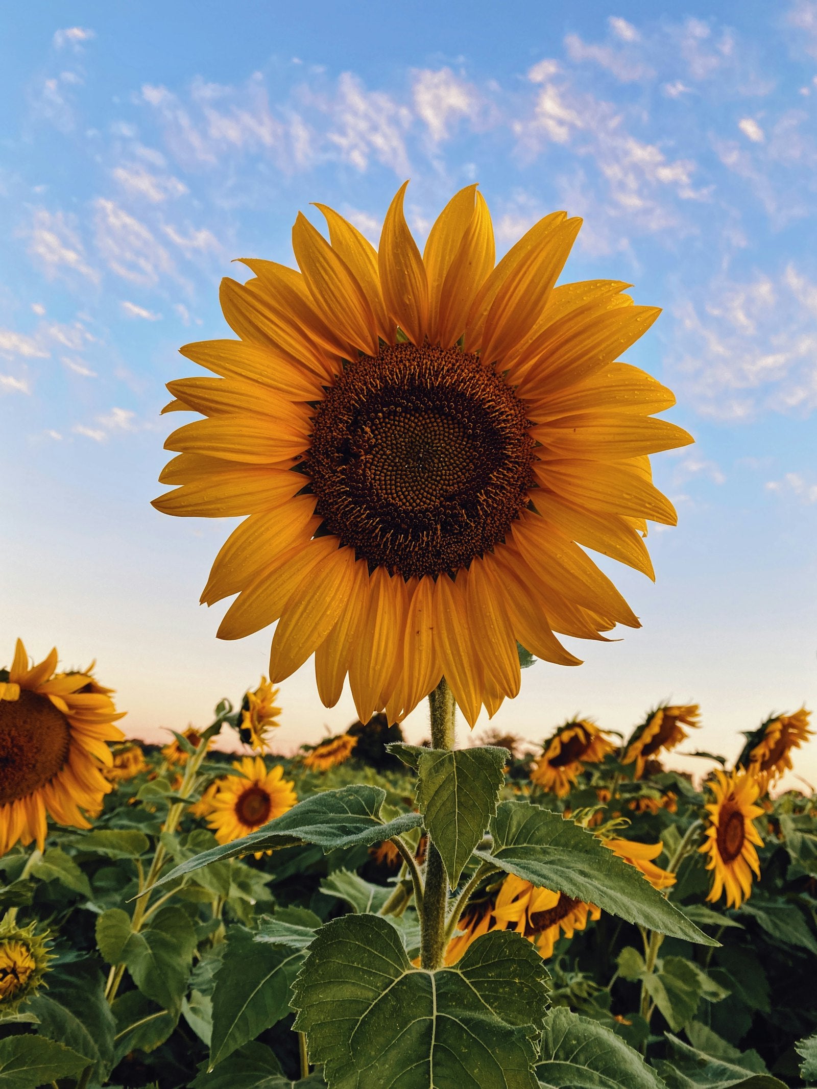 Sunflower in bloom