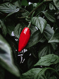 A ripe red chilli ripening on the plant