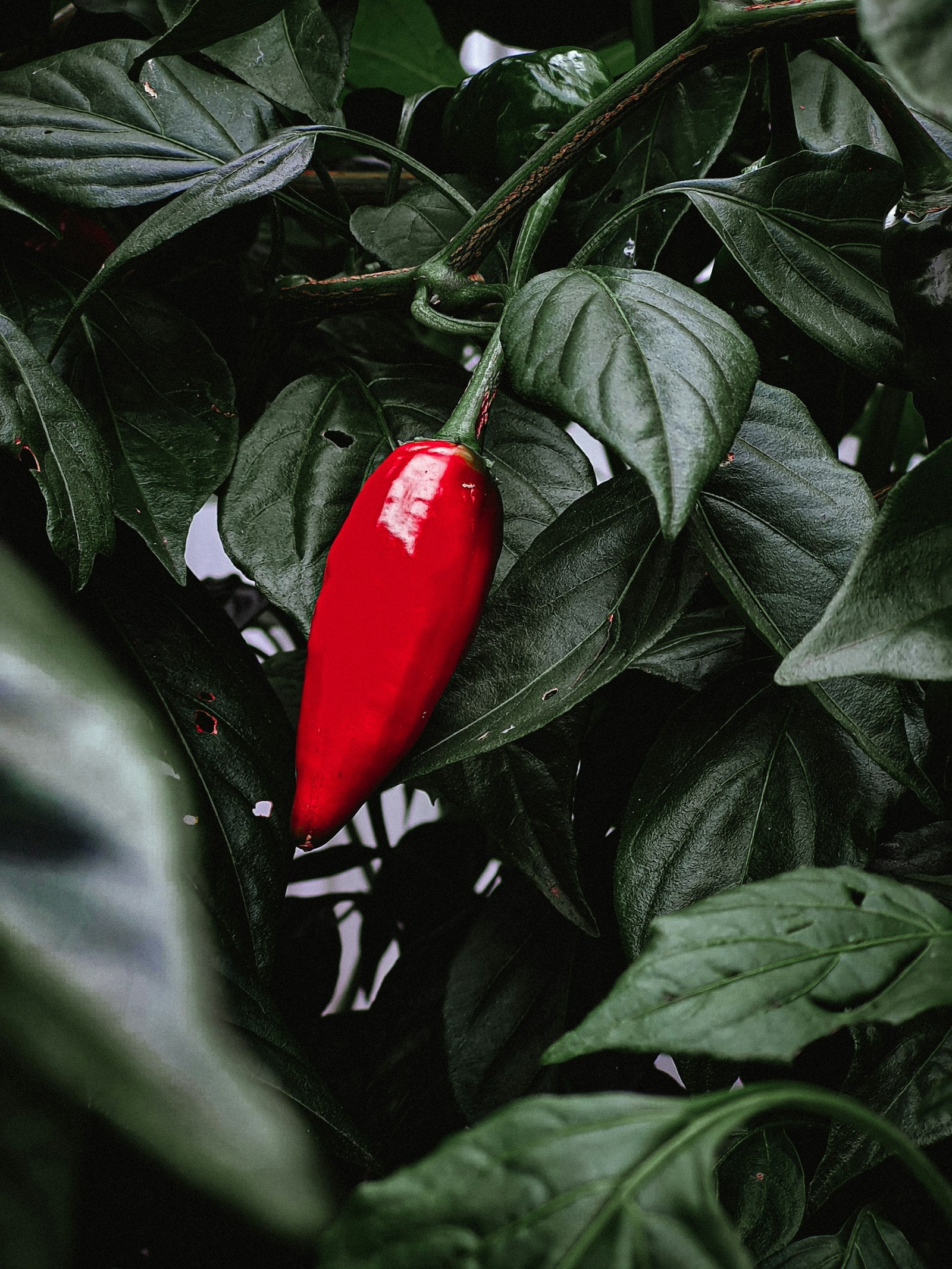 A ripe red chilli ripening on the plant