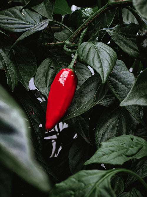 A ripe red chilli ripening on the plant