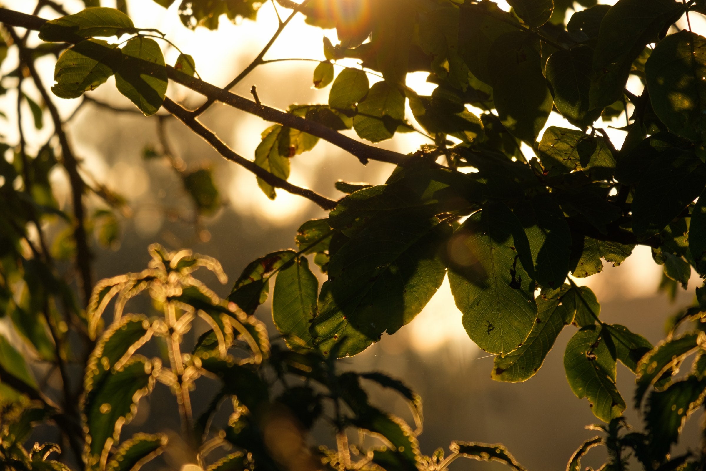 Low evening sun shining through the leaves of a tree in the nursery garden.